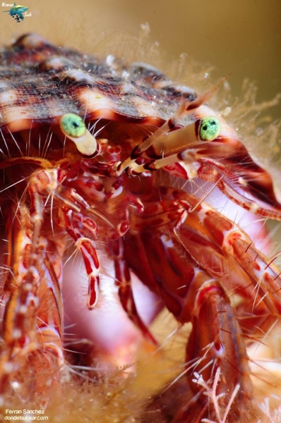 20220827 0830 El Negre 1522 Buceo Mataró